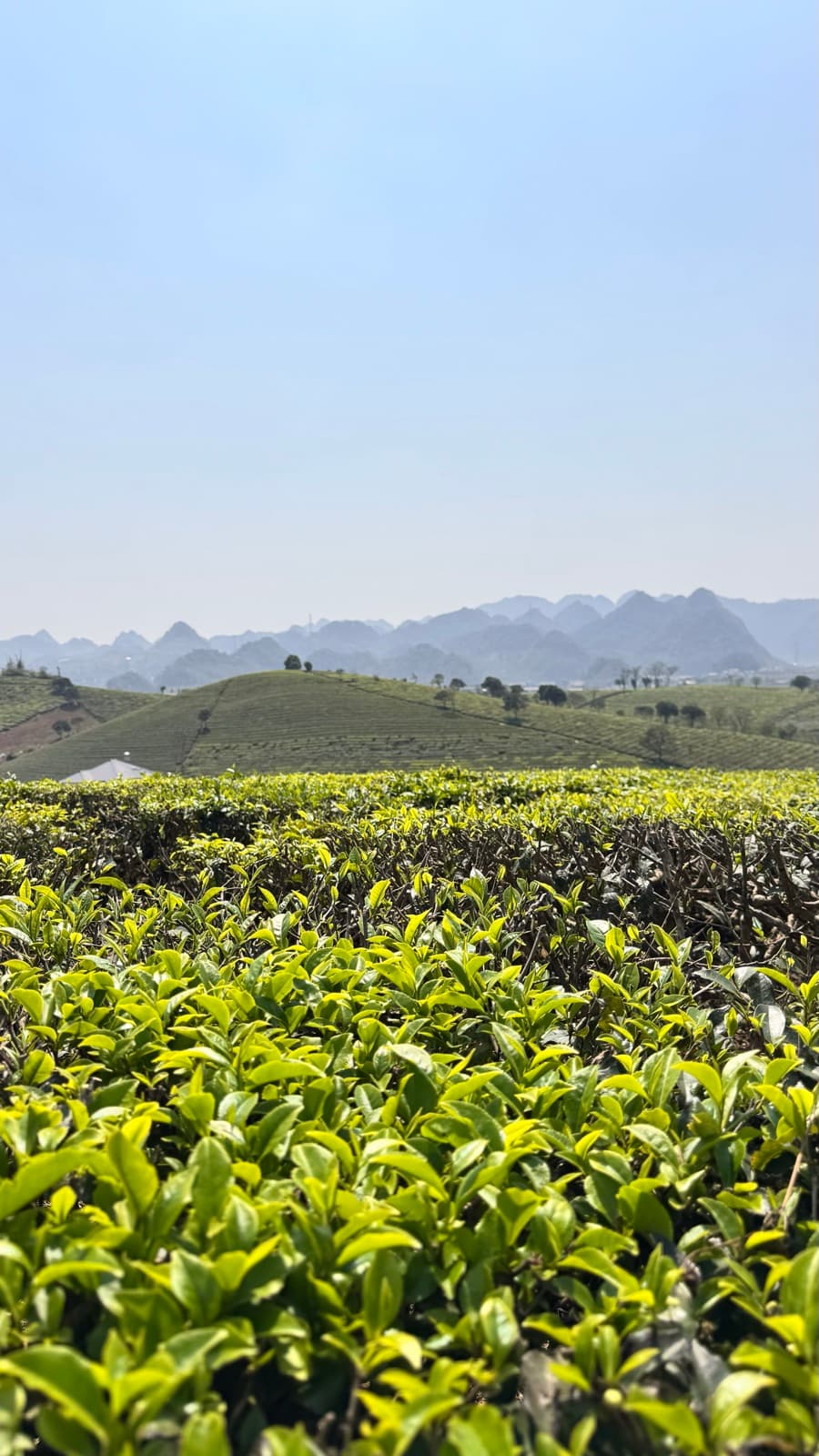 Rows of bright green tea bushes on the Mộc Châu plateau