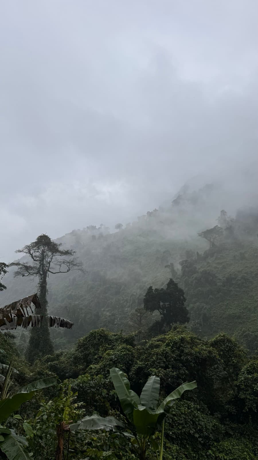 Mist drifting over jungle-covered mountains above banana palms in Phong Nha
